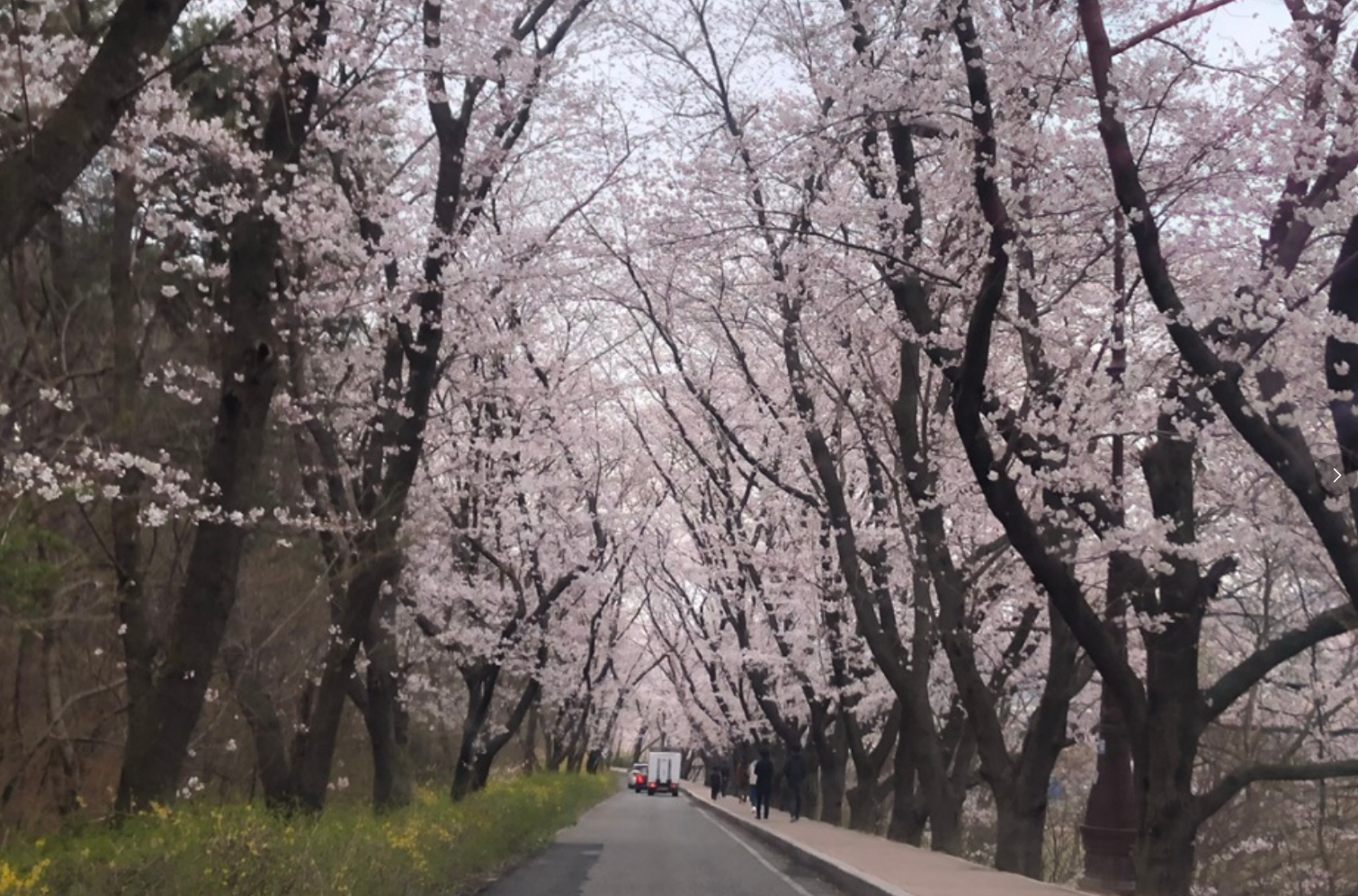 흥무로-벚꽃길