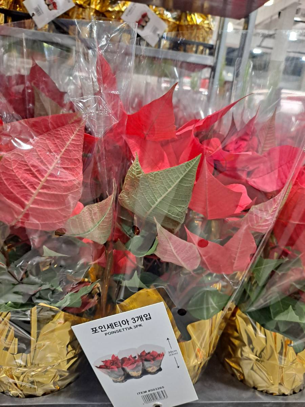 코스트코 작은 포인세티아