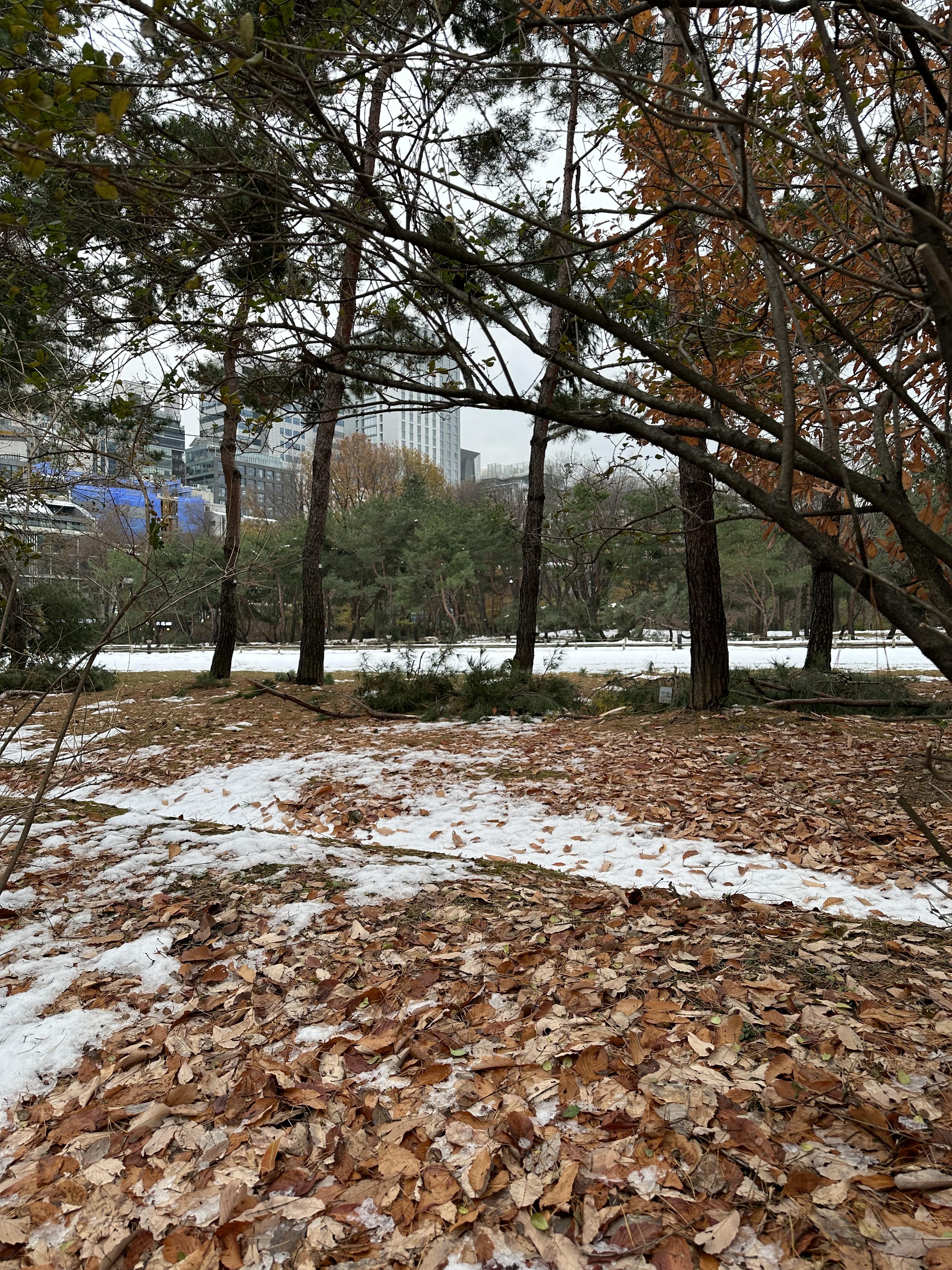 선릉과 정릉 나무피해