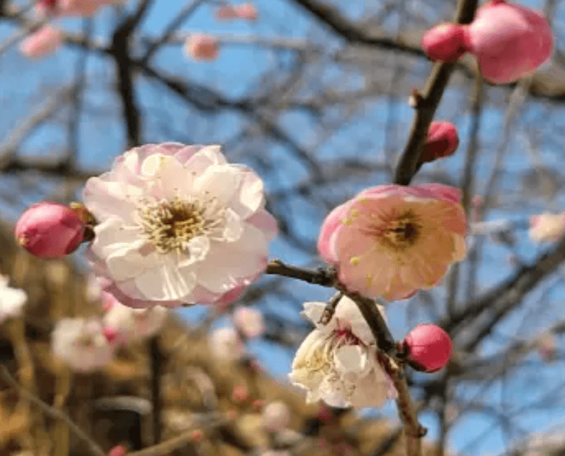 2024 양산 원동 순매원 매화축제 기간 및 장소 기차 셔틀버스 알아보기