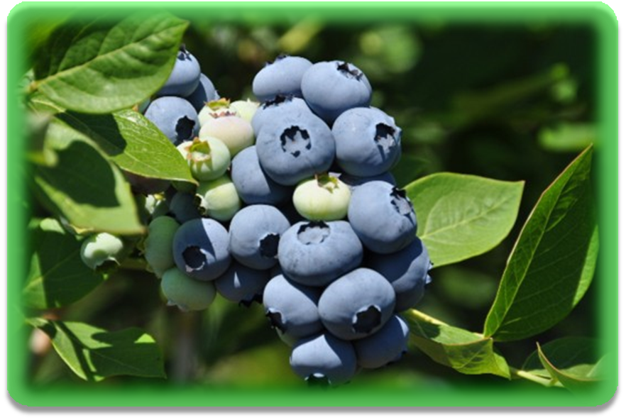 염증에 좋은 음식 블루베리