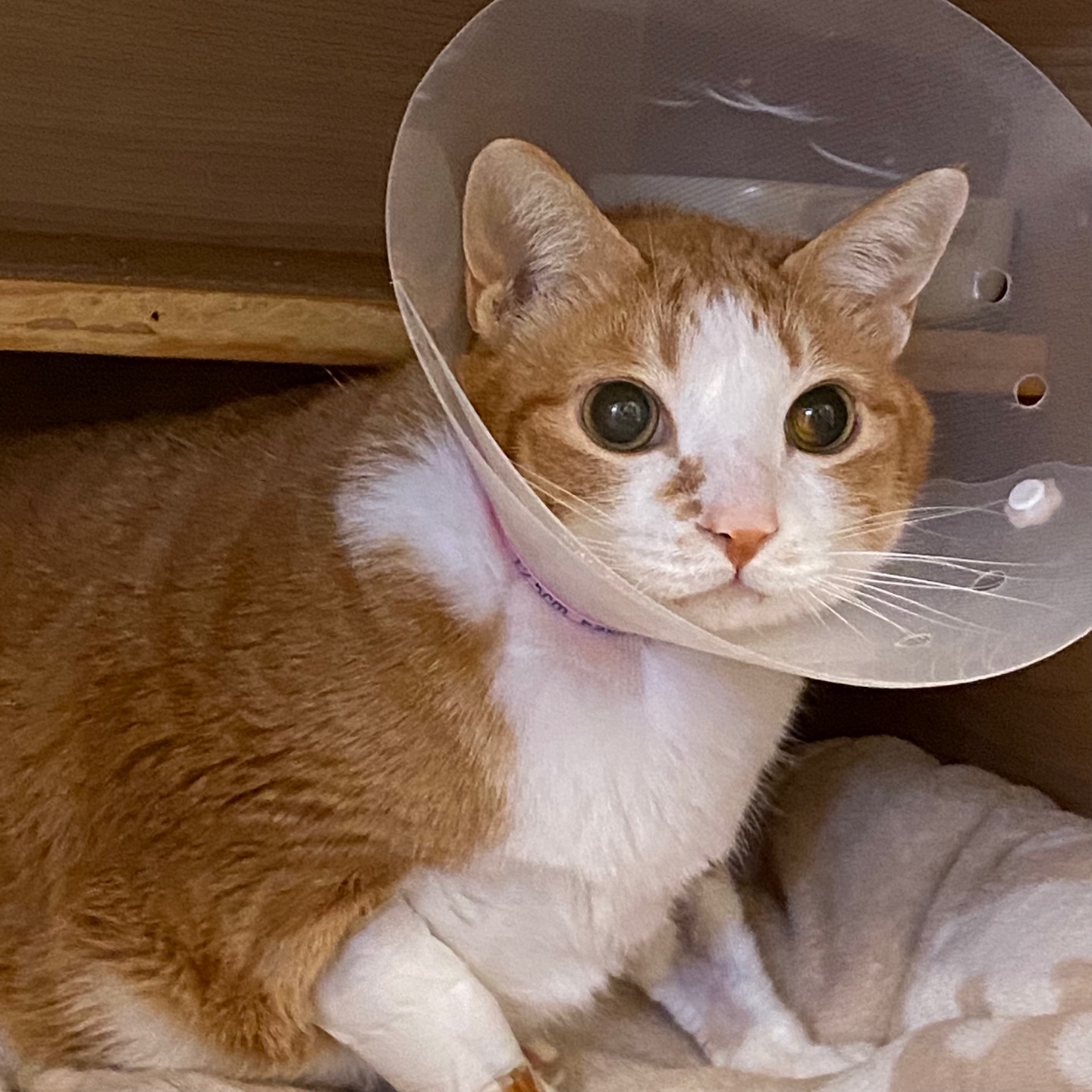 황달로_병원에_입원한_치즈냥이_호야_2