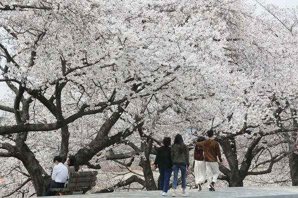 2025 벚꽃 개화시기 