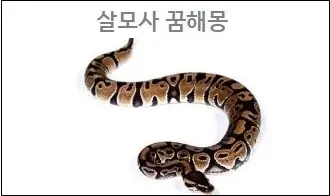 살모사 꿈해몽