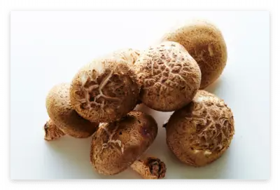 표고버섯 효능과 영양성분