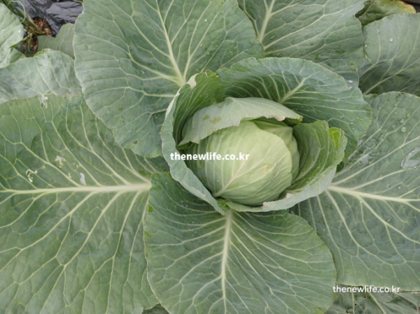양배추 효능 혈압 조절 칼륨