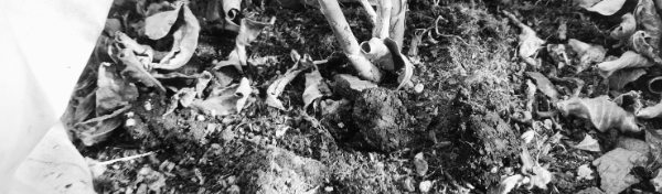 유박비료 사용법: 유박비료 주는시기