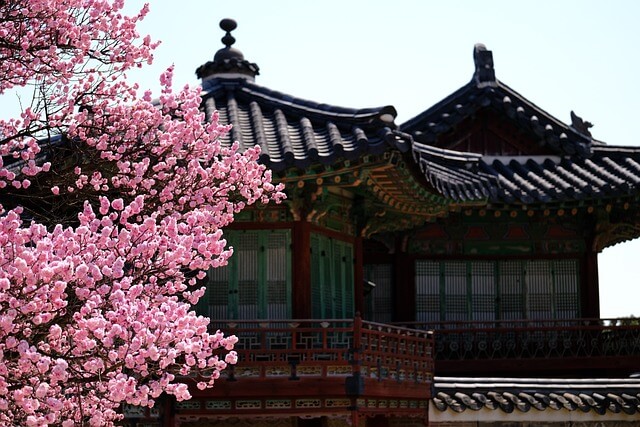 창덕궁 홍매화