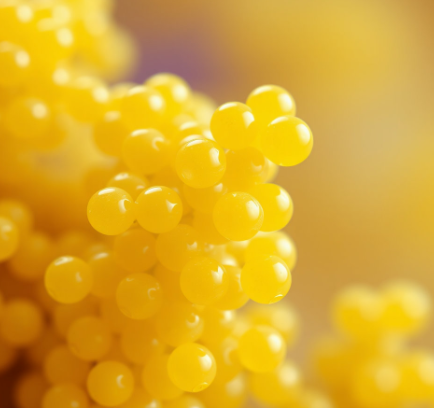 황색포도알균그림