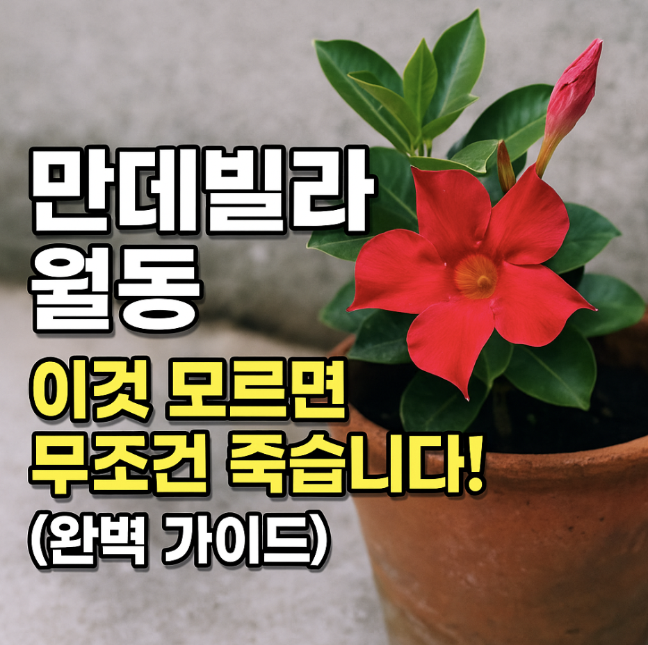 만데빌라 월동, 이것 모르면 무조건 죽습니다! (완벽 가이드)