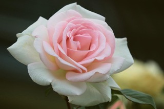 곡성세계장미축제