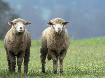 2025년 6월 양띠 생년별 운세