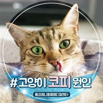 &amp;quot;고양이