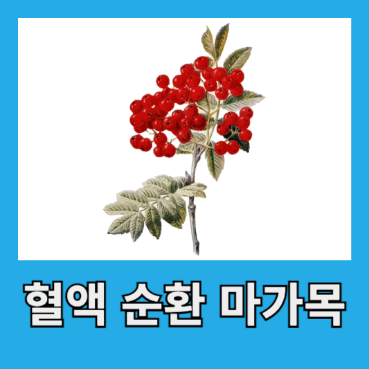 "혈액 순환 개선 마가목"