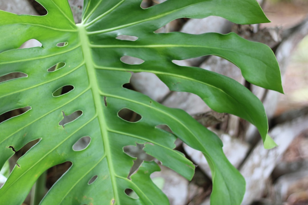 Philodendron