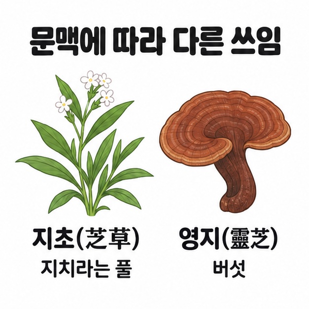 흰 꽃이 핀 풀을 지초와 지치라는 풀로, 갈색 버섯을 영지와 버섯으로 표시해 문맥별 쓰임을 비교한 그림