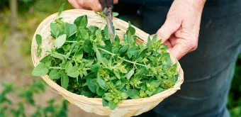 오레가노 재배 삽목 번식 통풍 관리 잎 수확_9