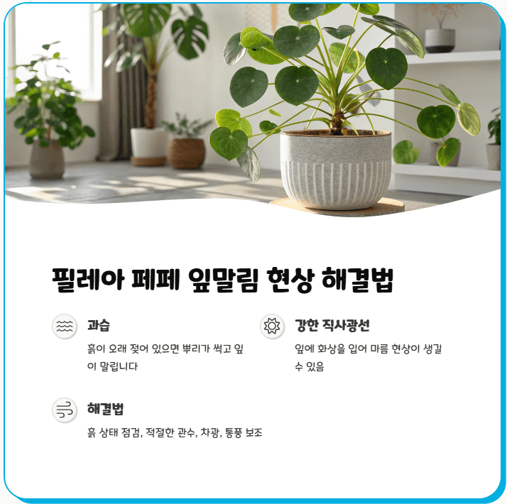 필레아 페페 잎말림