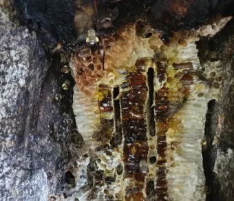 석청꿀 효능 7가지 보관방법 섭취 시 주의사항에 대해서 알아보기_6