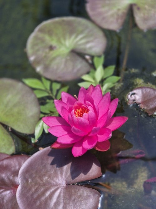 양평 세미원 연꽃