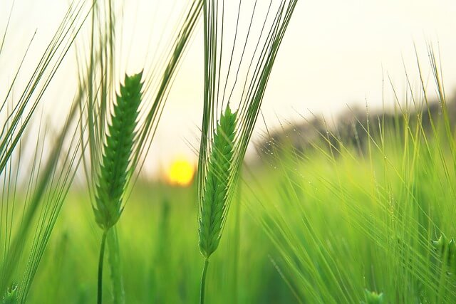 고창 청보리밭 축제