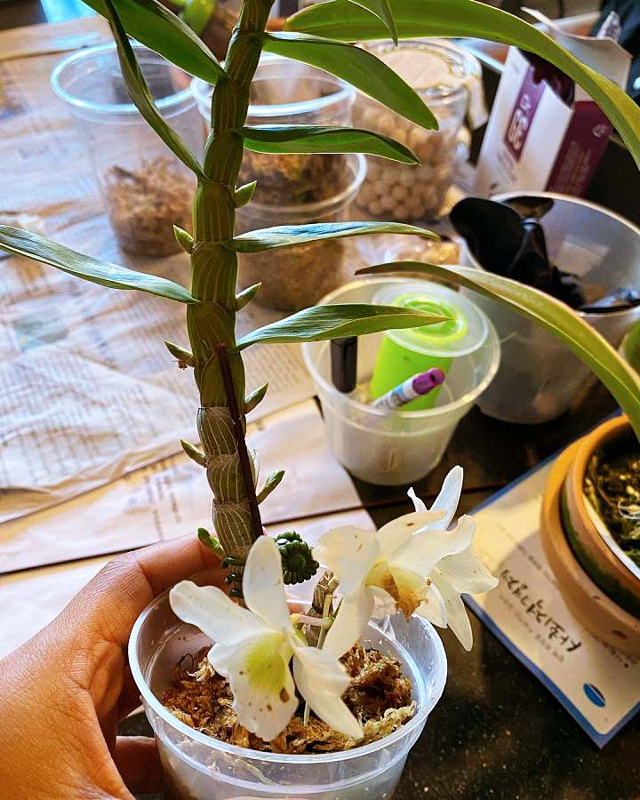 생방송오늘저녁 희귀 난초 온실 농원 경기 김포 체험농장 가든 카페 추천