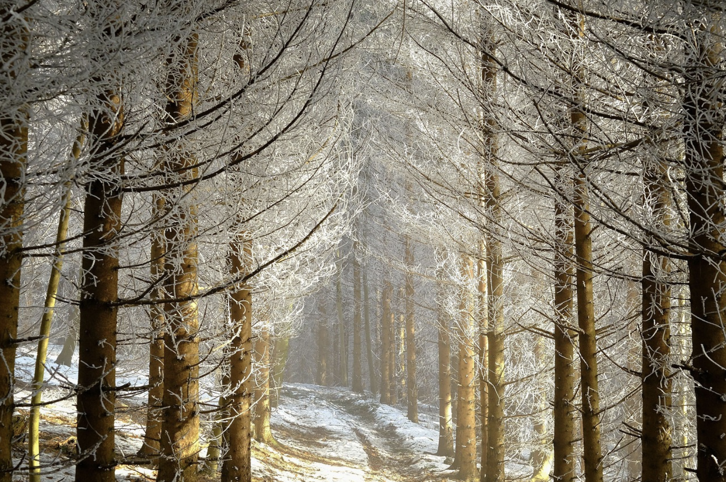 휴식을 위한 겨울 여행법: 온천·숲길·명상의 힐링 루트