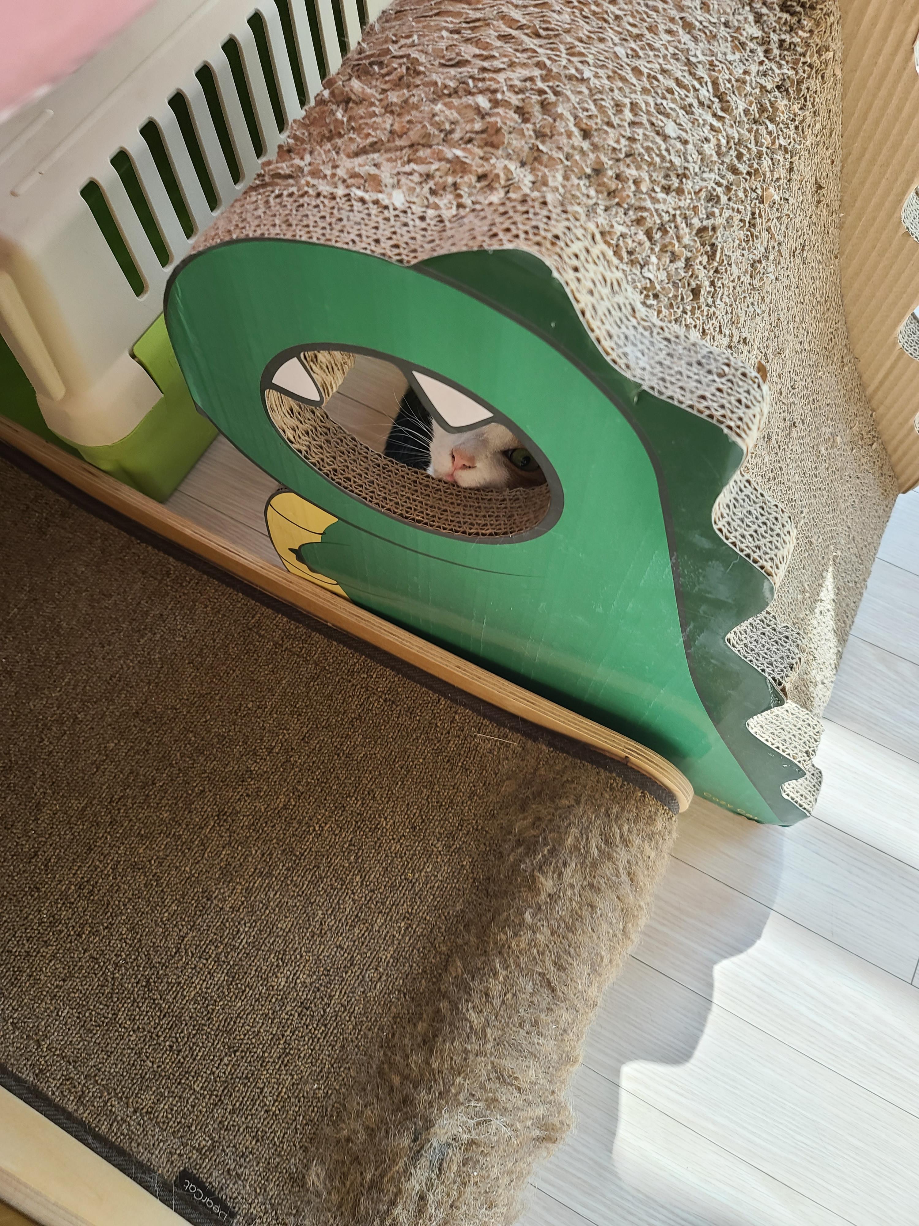 며칠전 건이가 작업하던 박스의 현재모습. 고양이 박스뜯기.