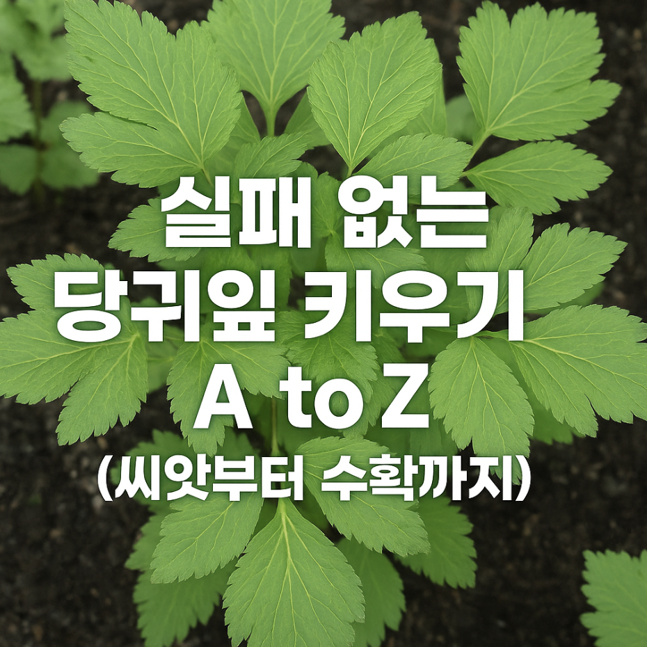 실패 없는 당귀잎 키우기 A to Z (씨앗부터 수확까지)