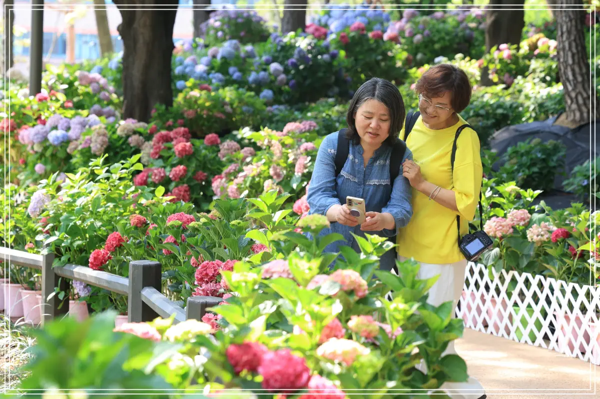 batch_[보도사진1] 2024년 만개한 초안산 수국동산에서 수국모습을 찍고있는 주민