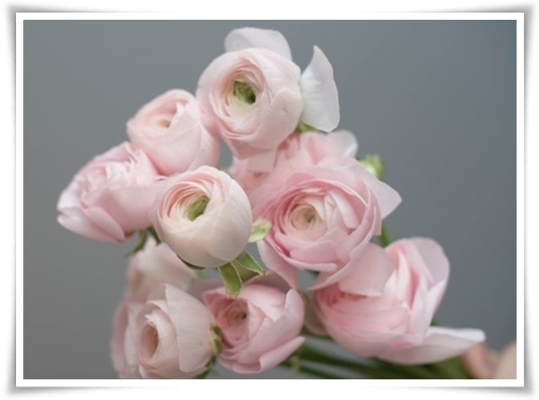 "라넌큘러스" 봄의 로맨스를 담은 매혹적인 매력의 꽃 봄의 요정!