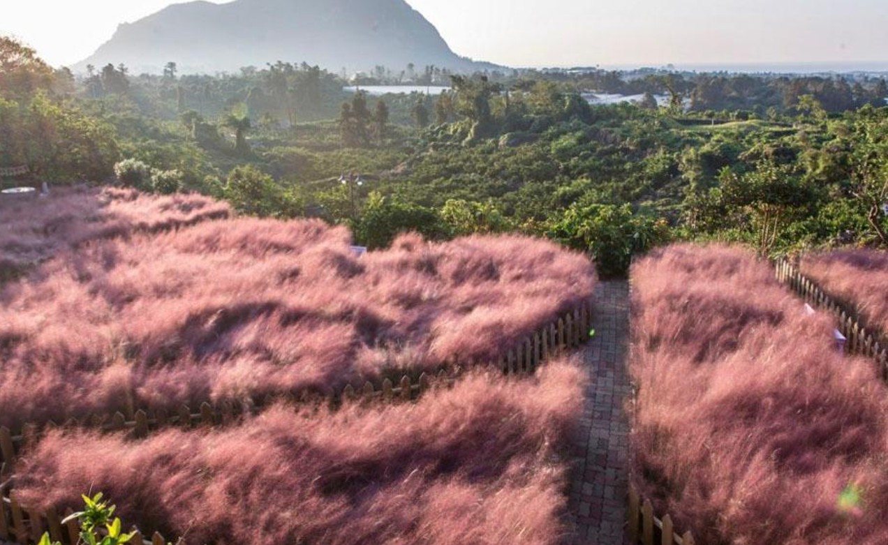 마노르블랑 루피너스 축제