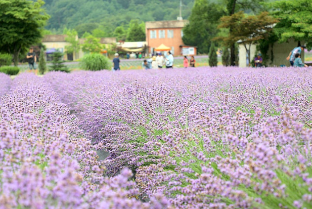 고성 라벤더