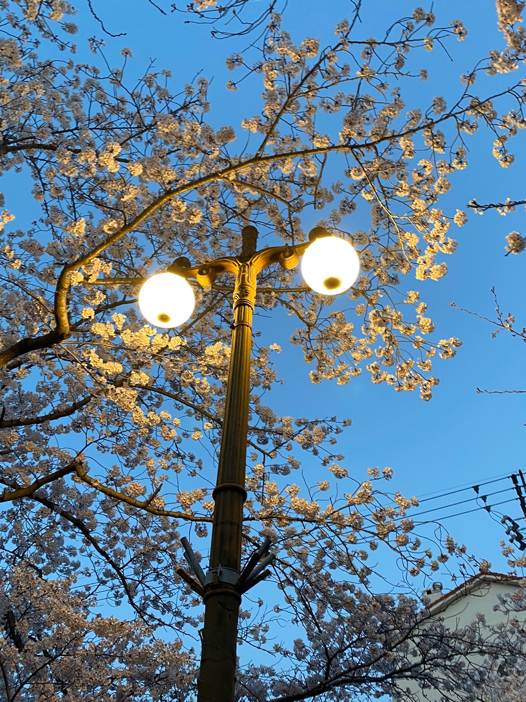 진해벚꽃실시간 여좌천 가로등