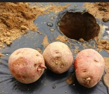 가을감자심는시기 씨감자 파종시기 재배 키우는 방법 감자캐는시기 2