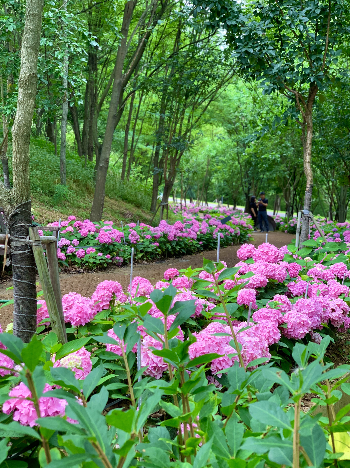 구미다온숲 수국핀 모습입니다.