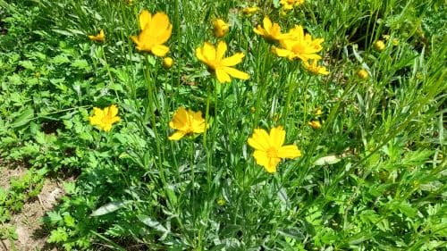 금계국-금계화-번식방법-분주-포기나누기-시기-심는방법