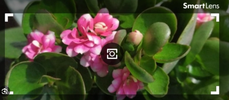 꽃이름 검색 네이버 꽃검색 사진으로 꽃이름 찾기