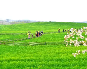 고창 청보리밭 축제_4