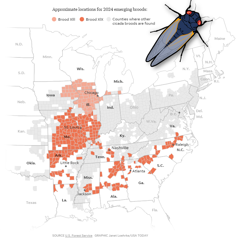미국 매미 출몰 지역