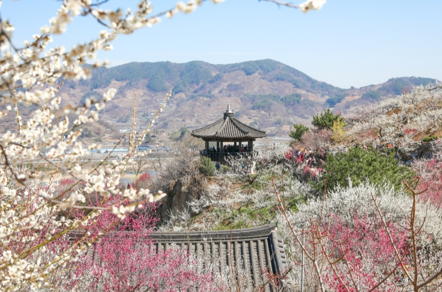 광양 매화마을