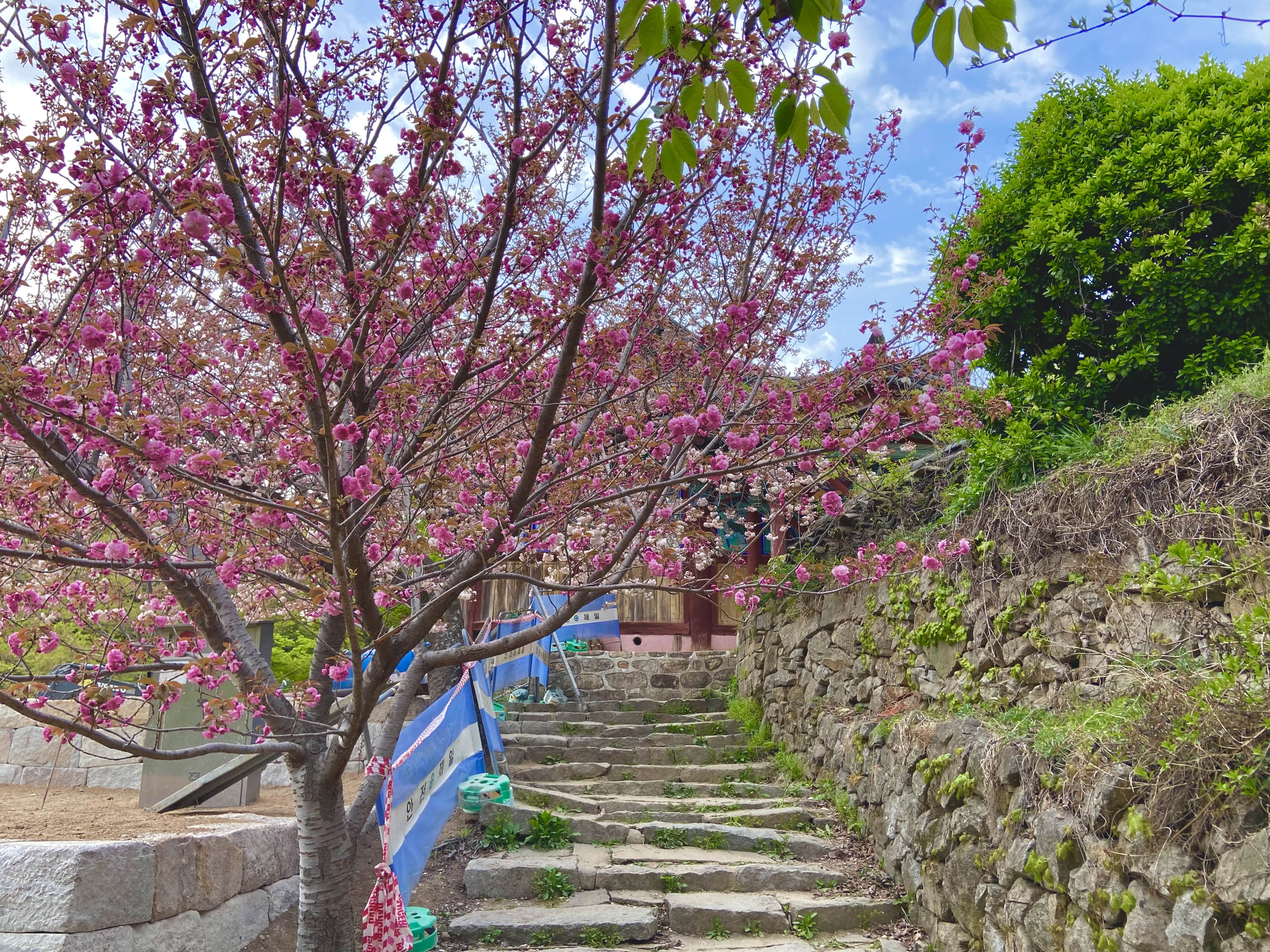 서산 겹벚꽃