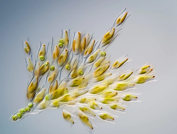 Diet Benefits of Golden Algae: Exploring the Power of Nature