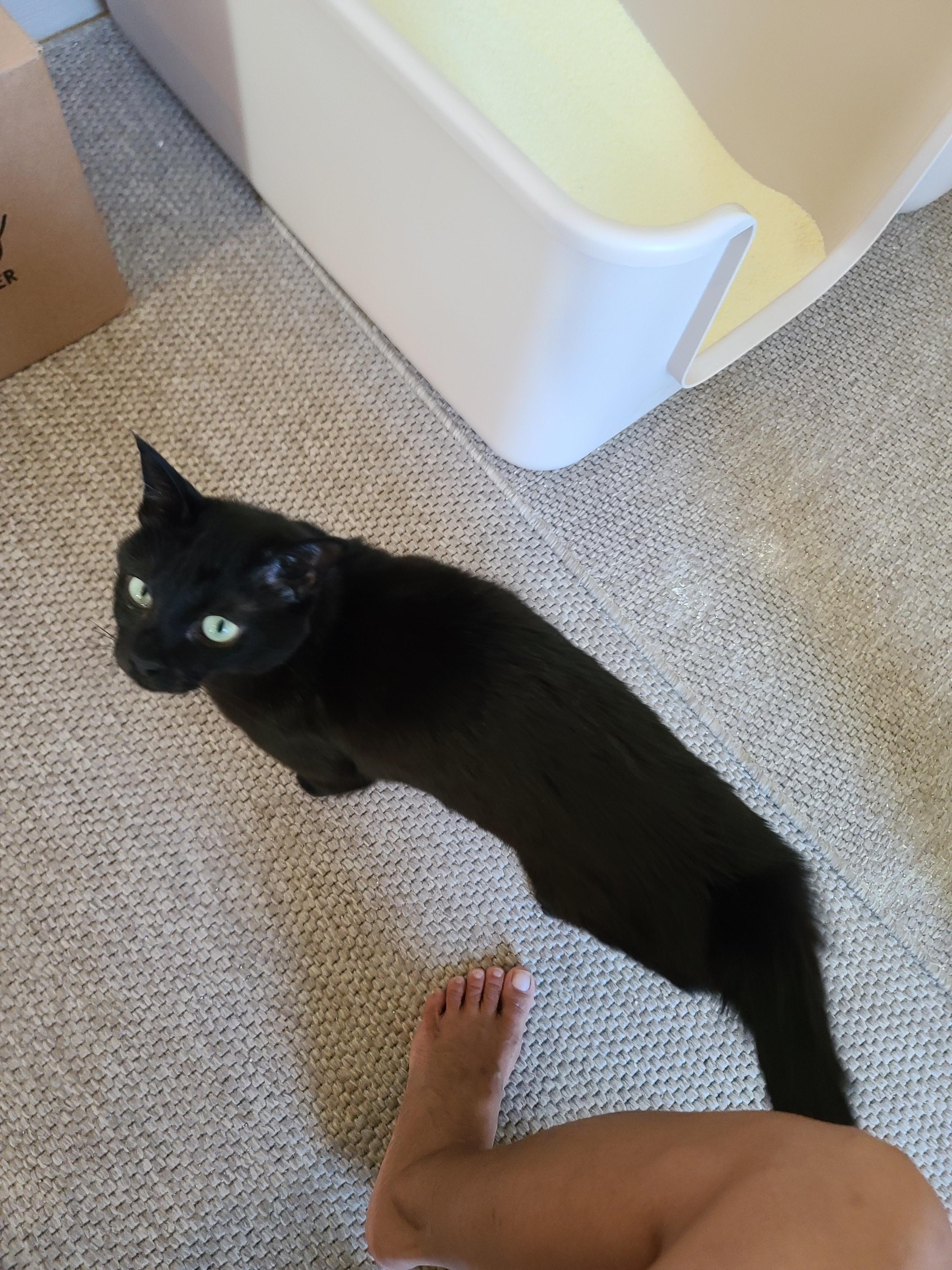 악덕 올블랙고양이 건이