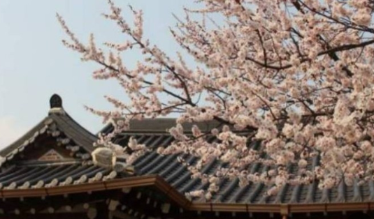 전주한옥마을 벚꽃