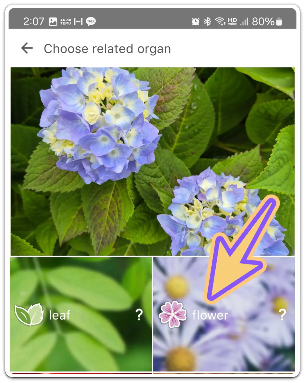 꽃-화초-이름-검색-찾기-무료-어플