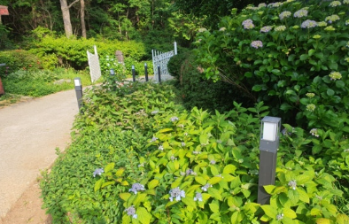 수국 개화 현황