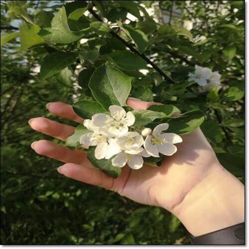 노각나무 효능 및 활성 성분 먹는 법과 주의점