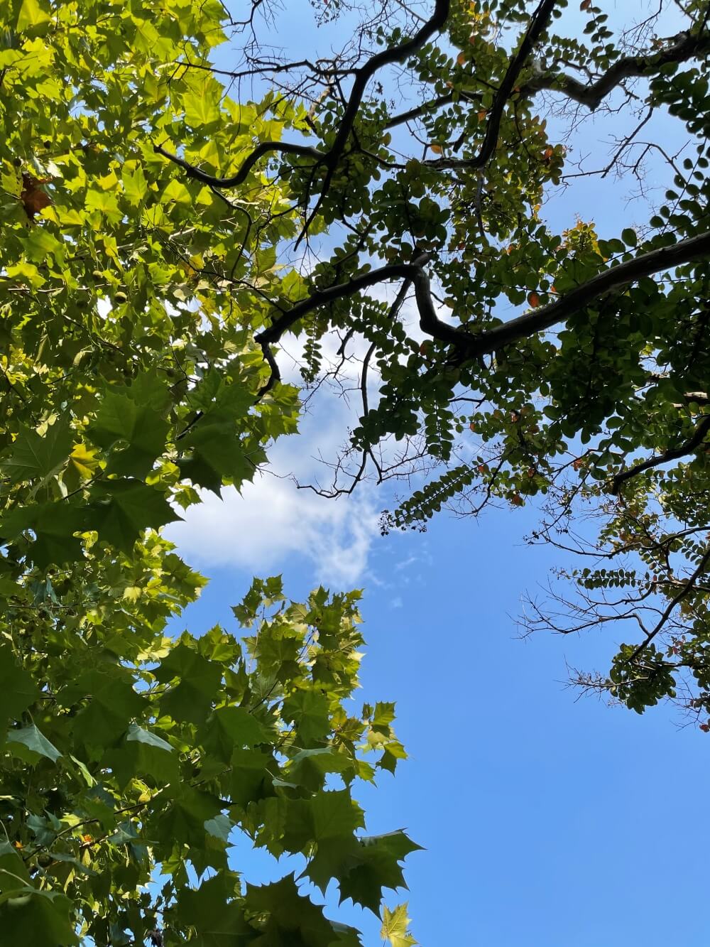 카페-어반리-본점-매장-야외에서-올려다본-하늘-모습