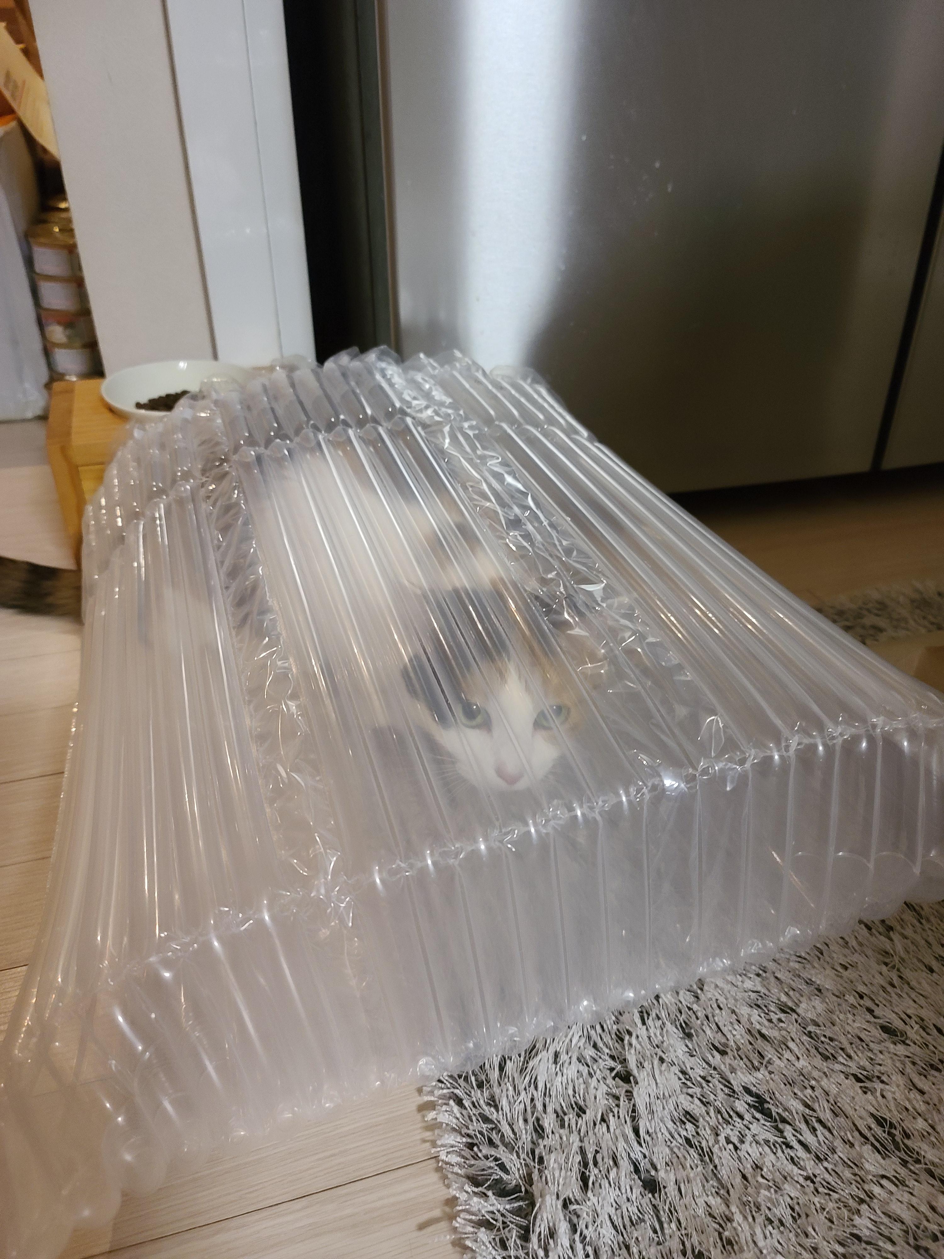 우리집 고양이들에게 전기장판은 선택이 아닌 필수! 보일러가 고장난 3일동안 아홉냥이들은...